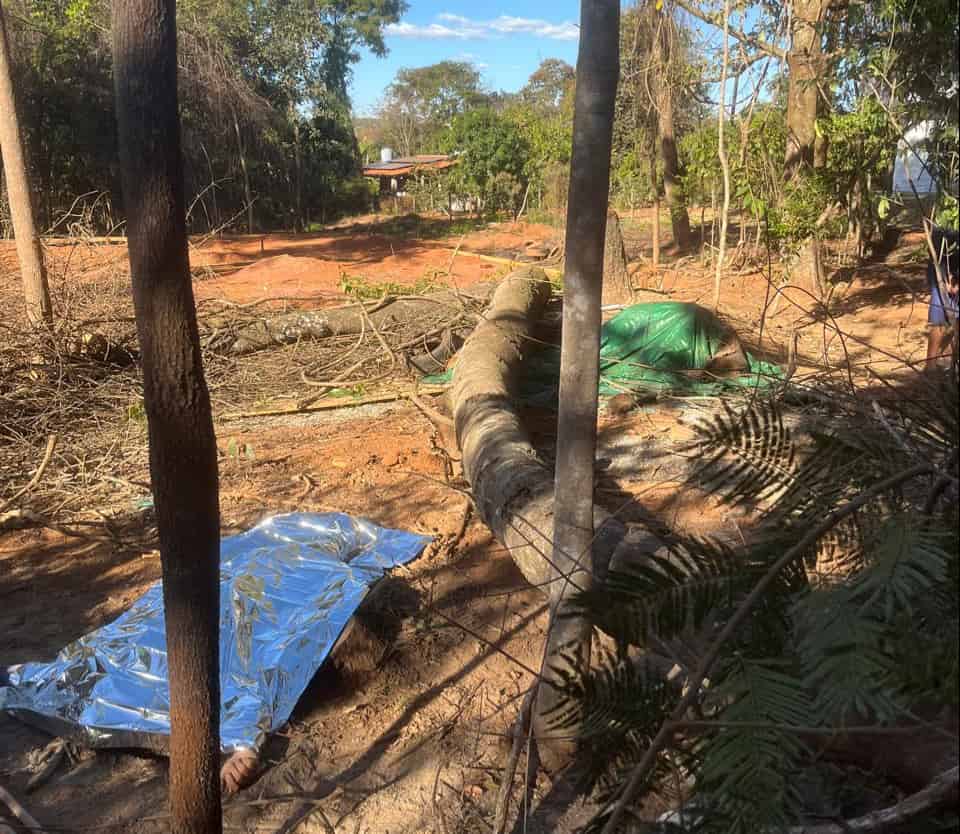 trabalhador morre atingido por árvore