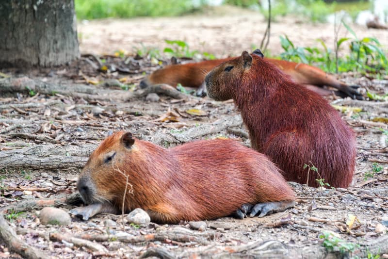 Capivaras