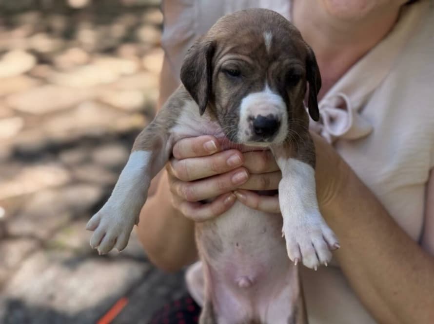 Goiânia abre 1,5 mil vagas para castração gratuita de cães e gatos