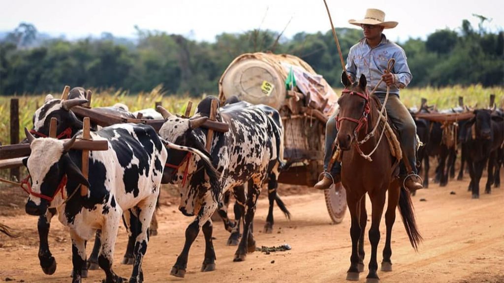 Desfile de Carros de Boi na Romaria do Divino Pai Eterno