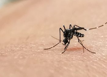 Casos de chikungunya aumentam 609% em Goiânia em 2026