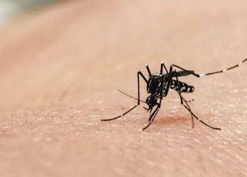 Casos de chikungunya disparam 343% e dengue aumenta 17% em Goiás