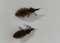 Doença de Chagas: número de barbeiros encontrados em Goiânia mais que dobra em 2026