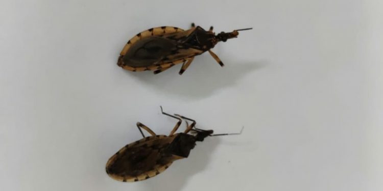 Doença de Chagas: número de barbeiros encontrados em Goiânia mais que dobra em 2026
