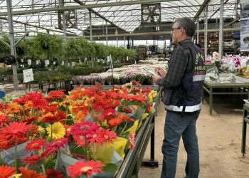 Flores para o Dia de Finados têm variação de até 605% nos preços em Goiás