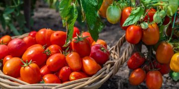 Goiás lidera produção de tomate no Brasil; previsão de 1,34 milhão de toneladas em 2026