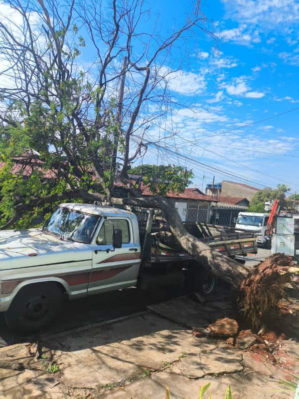 Queda de árvore durante temporal em Goiânia