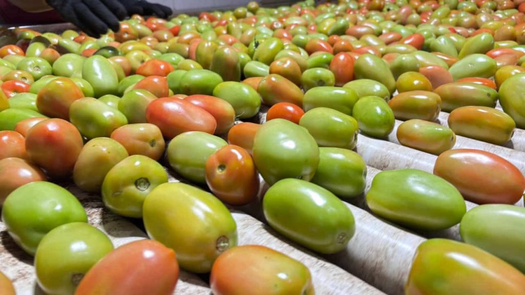 produção de tomate